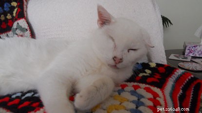 выносливый бродячий кот Болт, похитивший наши сердца!
