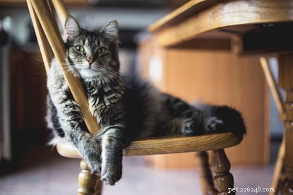 Cerchi un pet sitter per aiutare il tuo gatto a rimanere felice a casa mentre sei via?