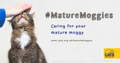 Pro Týden pro dospělé Moggies vám nabízíme rady ohledně péče o starší kočku.
