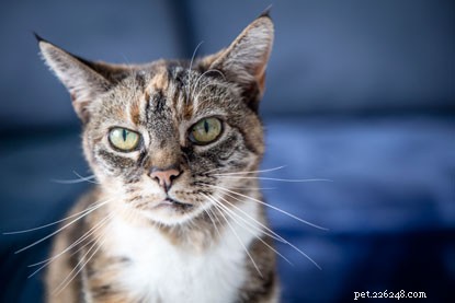 この成熟したモギーウィークで家を探している年配の猫。 