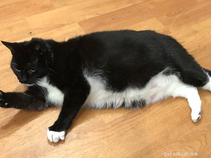 Kat Sophie met overgewicht moet bijna de helft van haar lichaamsgewicht verliezen.