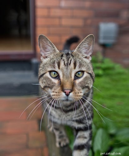 Ex-djurförsöksanläggning cat Frost-funktioner i Cats Protections 2018-kalender.