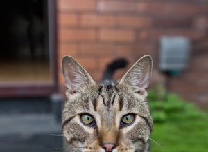 Bývalé testovací zařízení na zvířatech, kočka Frost, funkce v kalendáři Cats Protections 2018.