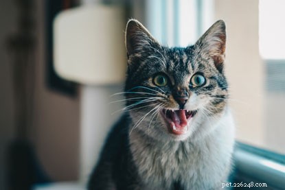 Ce que signifient les bruits de votre chat :