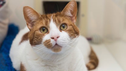 Má váš domov místo pro nádhernou zázvorovou kočku?