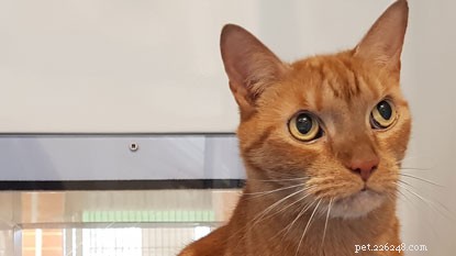 Votre maison a-t-elle de la place pour un magnifique chat roux ? 