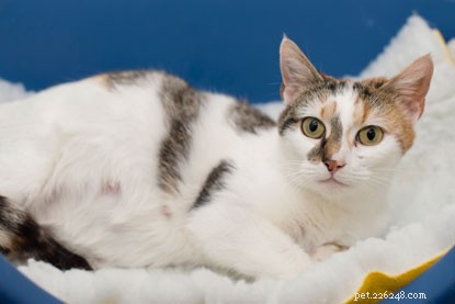Orologio gattino:Daisy, gravemente incinta, si prepara a partorire.