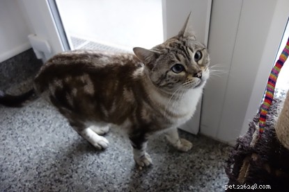 スターウォーズのファンは美しいベンガル猫のヨーダに愛情のこもった家を提供できますか？ 