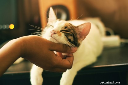Jak své kočce ukázat, že ji milujete