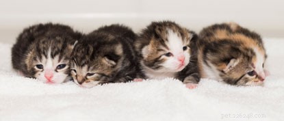 Kattungeklocka:Ta reda på namnen på Daisys nyfödda kattungar!