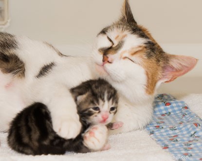 Relógio para gatinhos:descubra os nomes dos gatinhos recém-nascidos Daisys!