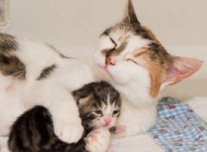 고양이 시계:Daisys 갓 태어난 새끼 고양이의 이름을 찾아보세요!