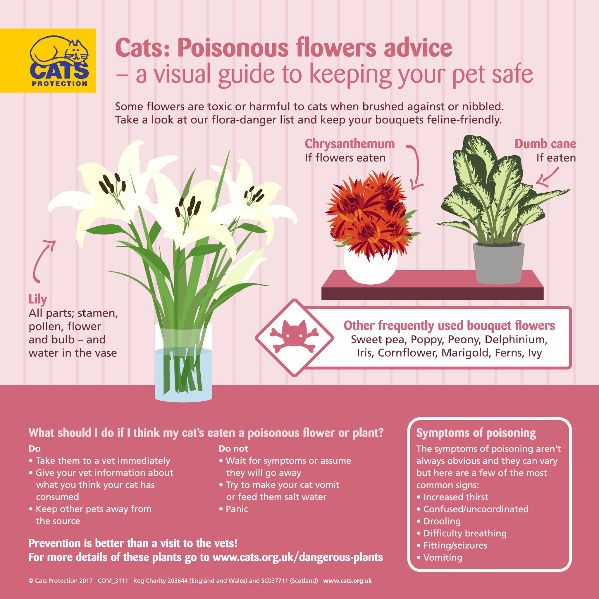 Jaké květiny jsou ke Dni matek bezpečné pro kočky?
