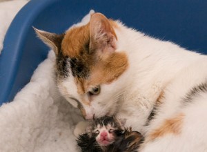 子猫の時計：デイジーが出産！ 