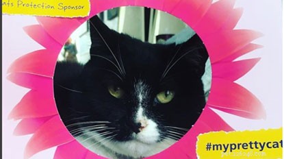 Seus gatos em nossos #myprettycat porta-retratos.