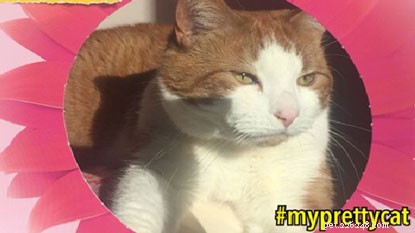 Uw katten in onze #myprettycat fotolijsten.