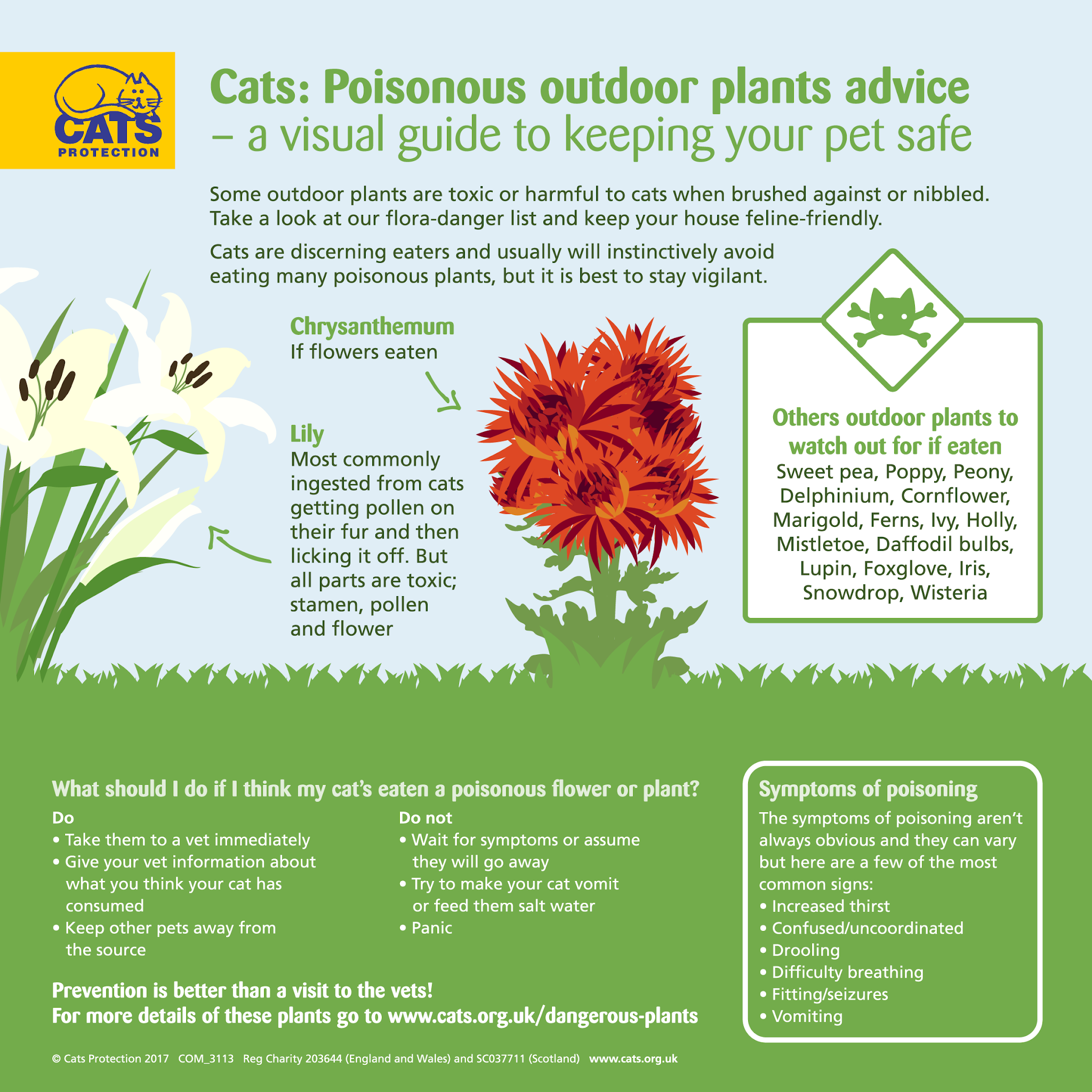 Undvik giftiga trädgårdsväxter och skydda din katt.