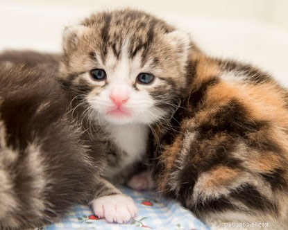 Наблюдение за котятами:котятам исполнилось две недели!