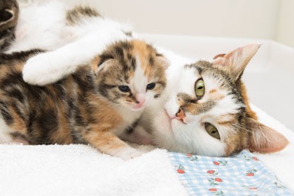 Hlídání koťat:Koťatům jsou nyní dva týdny!