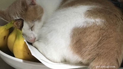고양이의 수면 습관에 대한 흥미로운 사실.