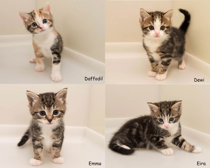 Daisys fem veckor gamla kattungar blir självständiga