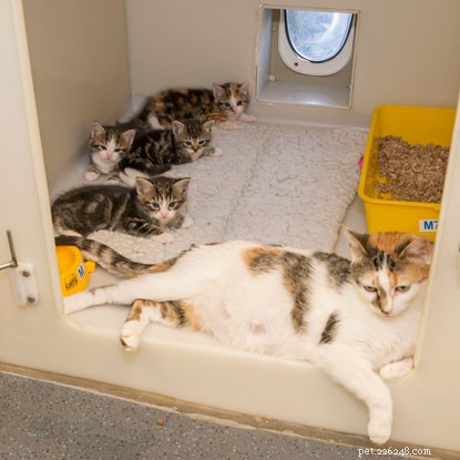 Daisys fem veckor gamla kattungar blir självständiga