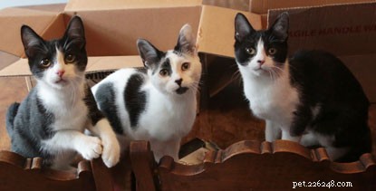Um trio de gatinhos está disponível para adoção – você pode levá-los?