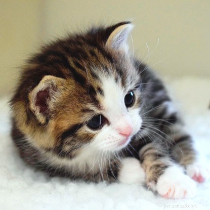 Kittenwacht:beginnen met het spenen van de kittens!