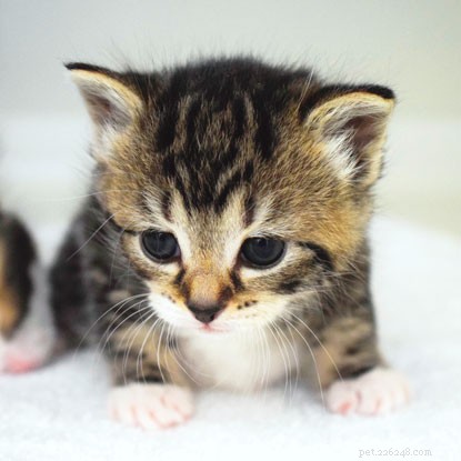 Kittenwacht:beginnen met het spenen van de kittens!