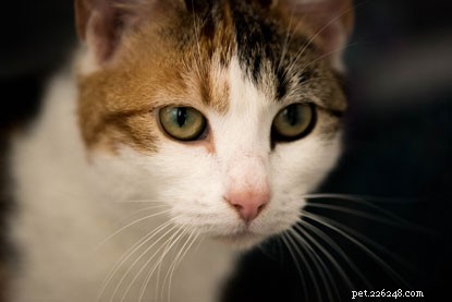 Травматические роды прекрасной бездомной кошки Аши.