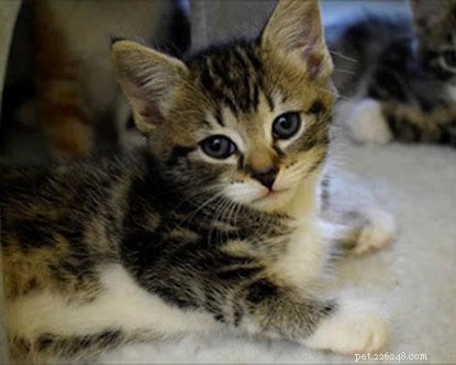 Hlídání koťat:Koťatům je téměř osm týdnů a brzy budou hledat milující domovy.