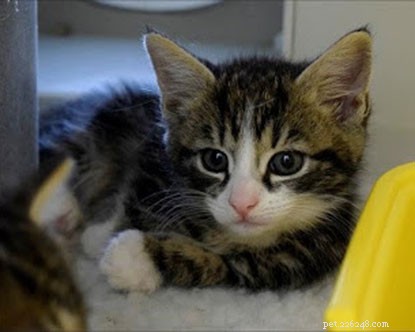 子猫の時計：子猫は生後8週間近くになり、間もなく愛する家を探します。