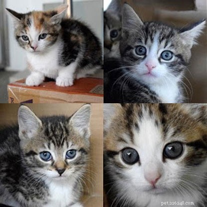 Kattungeklocka:Kattungarna är nästan åtta veckor gamla och kommer snart att leta efter kärleksfulla hem. 