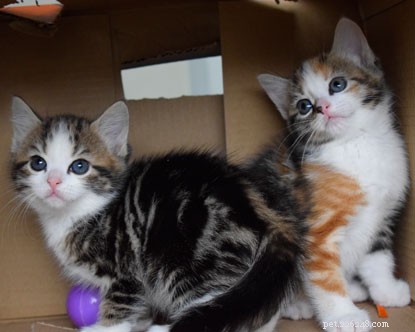 Kittenwatch:de kittens klaarmaken voor adoptie.