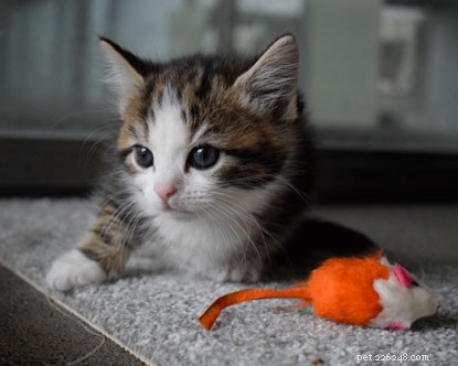 Kattungeklocka:Förbereda kattungarna för adoption.
