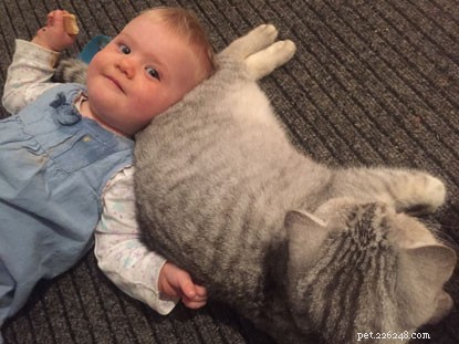 猫と赤ちゃんは調和して暮らすことができます-これらの素敵な物語を読んでください。 