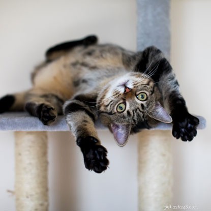 Aggiornamento:la gattina trovata all interno di un muro si è sistemata nella sua nuova casa.