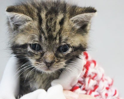 更新：壁の中に見つかった小さな子猫が彼女の新しい家に定住しました。 