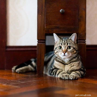 Uppdatering:Liten kattunge som hittats inuti en vägg är bosatt i sitt nya hem. 