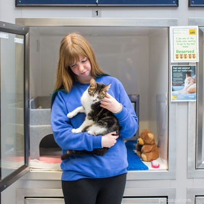 O que está envolvido no voluntariado como cuidador de gatos?