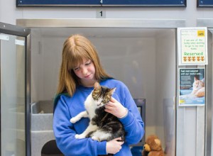猫のハンドラーとしてのボランティア活動には何が関係していますか？ 