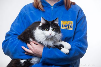 Хотите проводить больше времени с нуждающимися кошками? Вот пять причин, по которым вы должны стать волонтером программы «Защита кошек».
