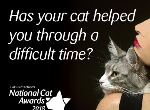 Финалисты конкурса «Самая заботливая кошка» — National Cat Awards 2018