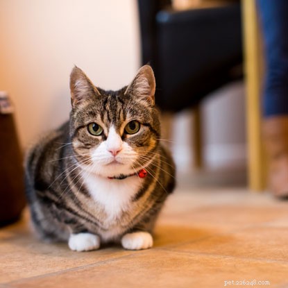 동물 실험 시설에 살던 고양이가 자신의 집이라 부를 수 있는 사랑스러운 집을 찾습니다.