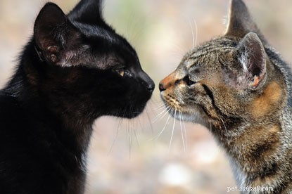 Você pode beijar seu gato? O gerente de comportamento Nicky Trevorrow explica tudo.