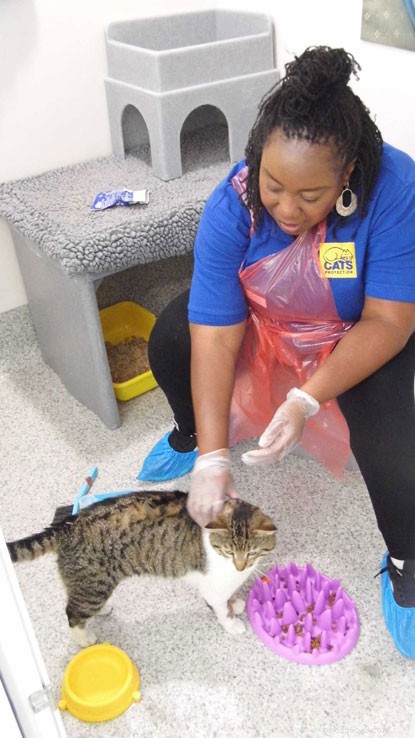 Celeb Chizzy Akudolu se dobrovolně hlásí na pomoc kočkám v našem Mitchamském naváděcím centru.