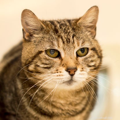 Le chat tigré Stéphanie est une autre victime d une violente attaque au pistolet à air comprimé.