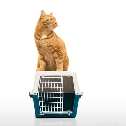 Přečtěte si naše jednoduché pokyny krok za krokem, jak vycvičit vaši kočku, aby používala podestýlku, dvířka pro kočky a přepravku pro kočky.