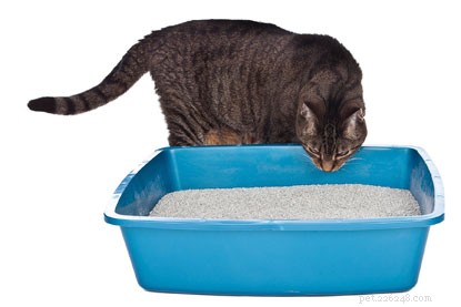 Lees onze eenvoudige stapsgewijze instructies over hoe u uw kat kunt trainen om de kattenbak, het kattenluik en een kattenmand te gebruiken.