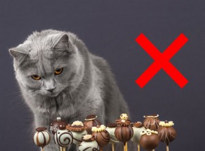 Proč moje kočka nemůže jíst čokoládu?